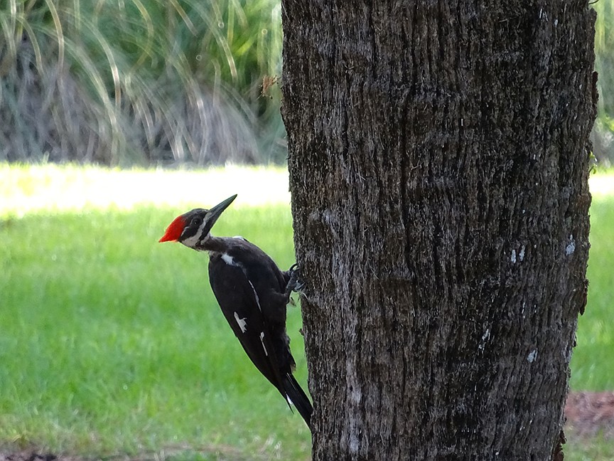 John Higgins, of Bradenton, followed this woodpecker around a tree to catch a good photo.