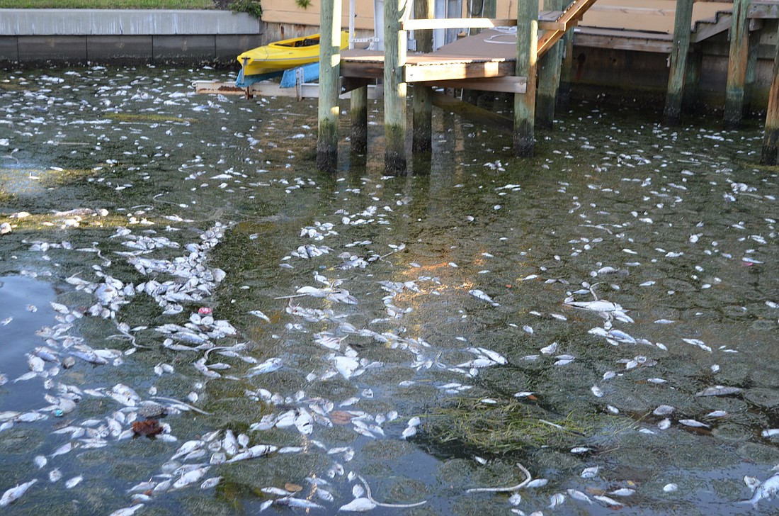 More dead fish associated with red tide made its way back to Country Club Shores canals Tuesday.