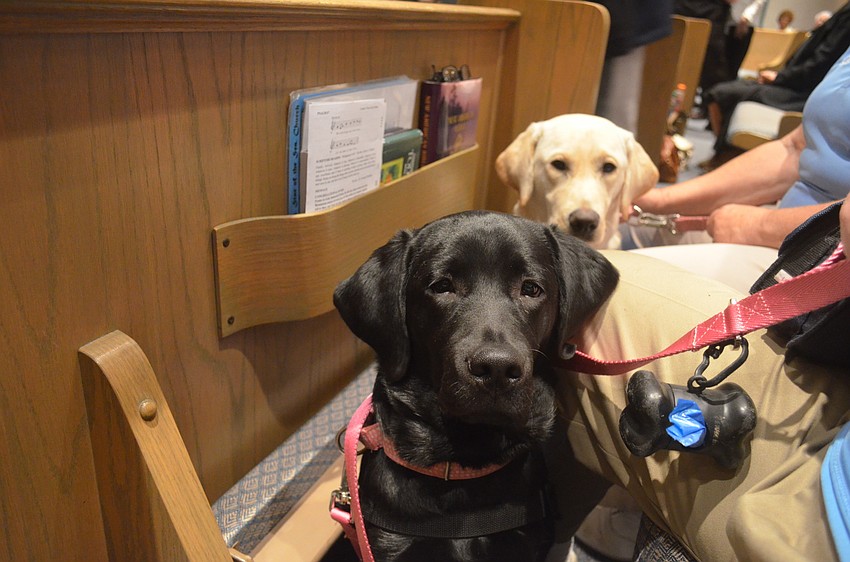 Sandy and Julie, Southeastern Guide Dogs in training