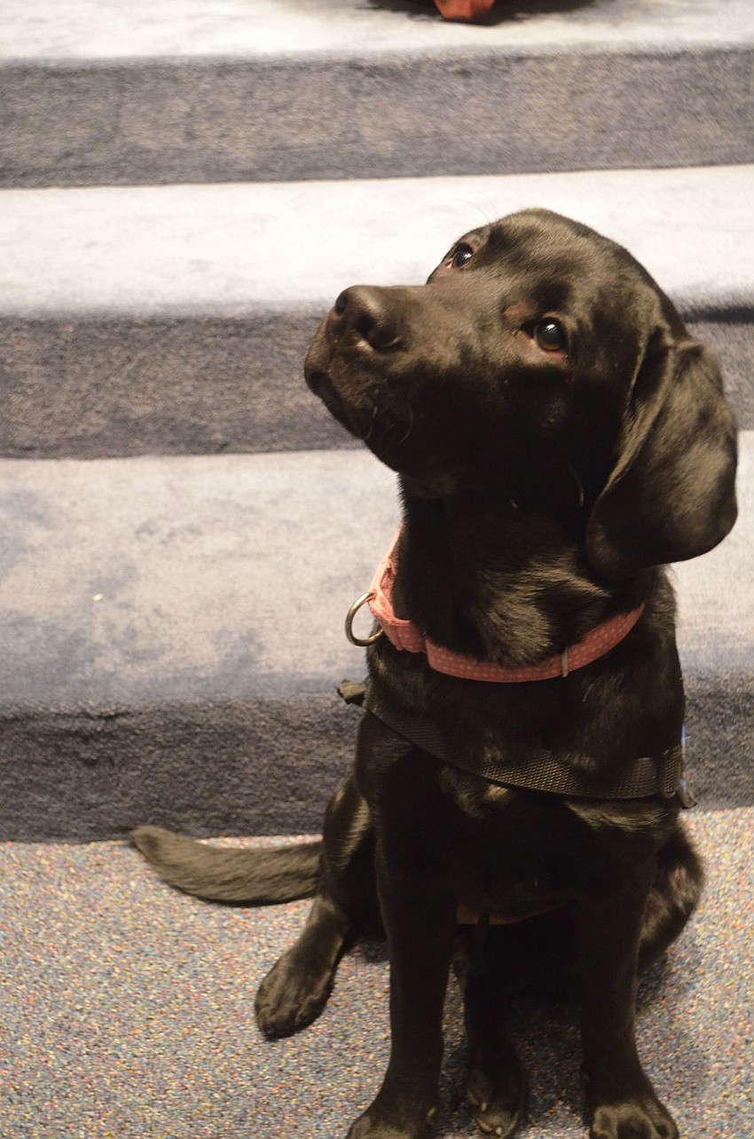 Sandy is now 6 months old.