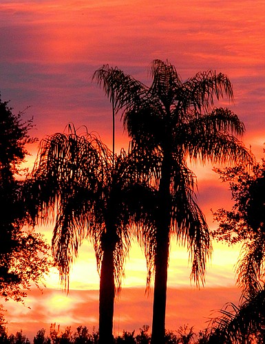 Bruce Silverman submitted this photo of a sunrise over his backyard in Lakewood Ranch.