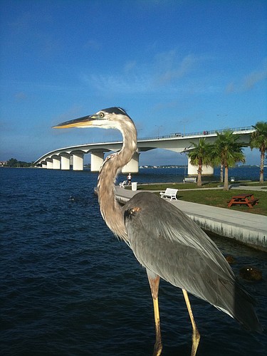 Anthony Welch, of Sarasota, submitted this photo of Hartâ€™s Landing on Sarasota Bay.