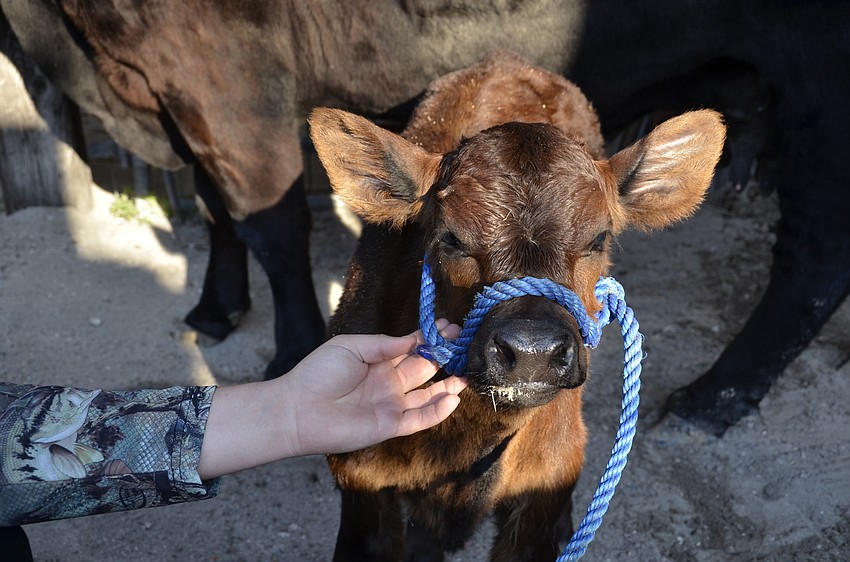 During the cow calf pair show, the calf gets to tag along in the show ring.