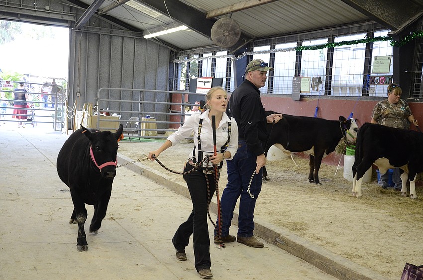 Delanie Bartell pulls one of her cows toward the arena for judging.