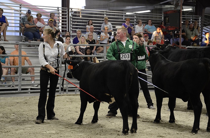 Delanie Bartell maintains eye contact with the show judge, an important part of showmanship.