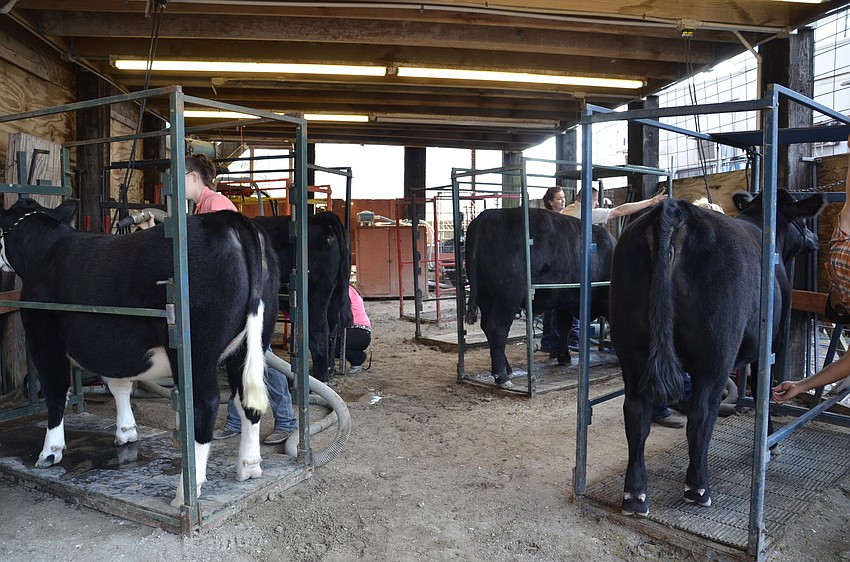 About an hour before the show, 4-H'ers have to brush off and prep their animals for the show ring.
