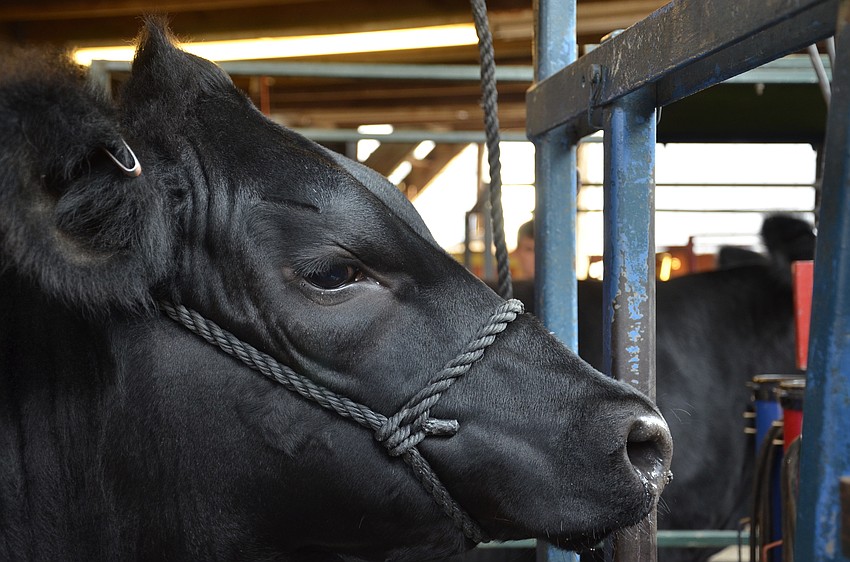 Most of the heifers stand calmly while their owners brush, vacuum and fluff their coat.
