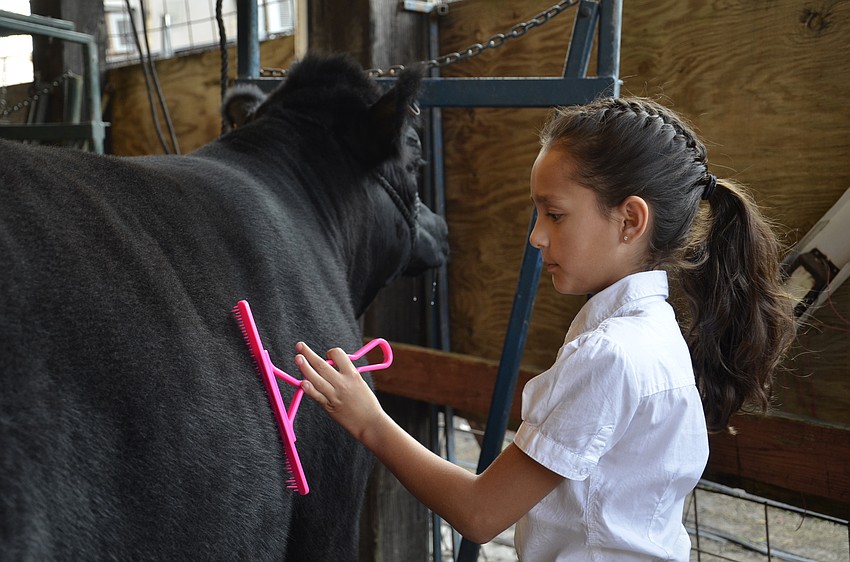 Samantha Hix, Blazers 4-H, fluffs up her cow's fur.