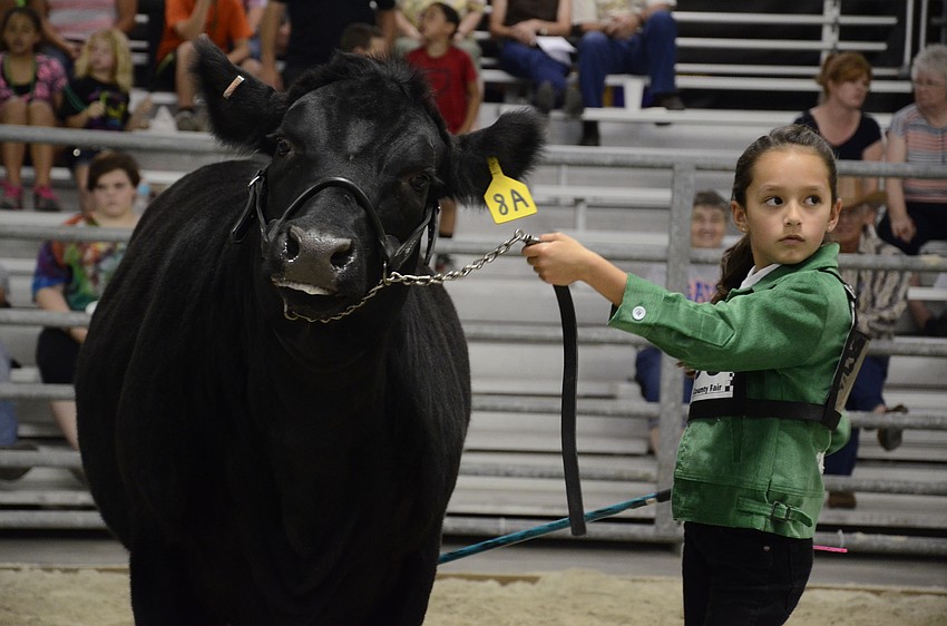Samantha Hix keeps her eyes on the judge as he analyzes each animal.