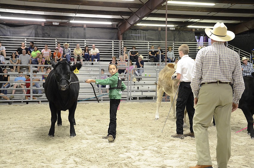 Samantha Hix waits for judge Andy Andreasen to finish examining the animals in the show ring.
