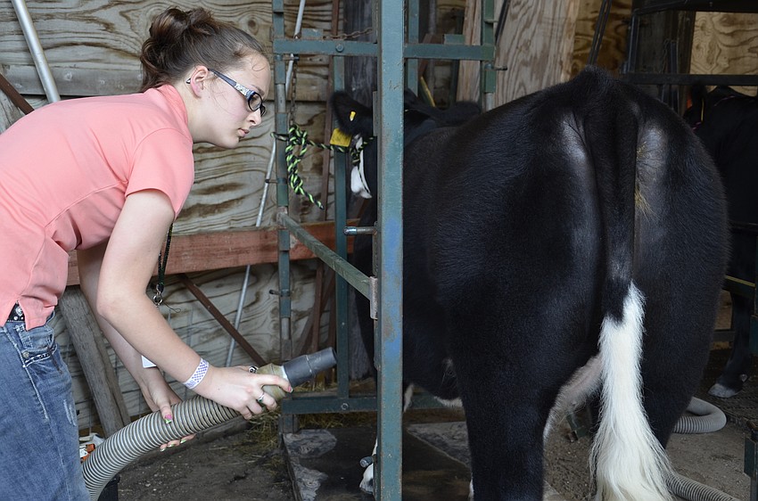 Deana Lewis, Blazers 4-H Club, vacuums off dirt from her cow.