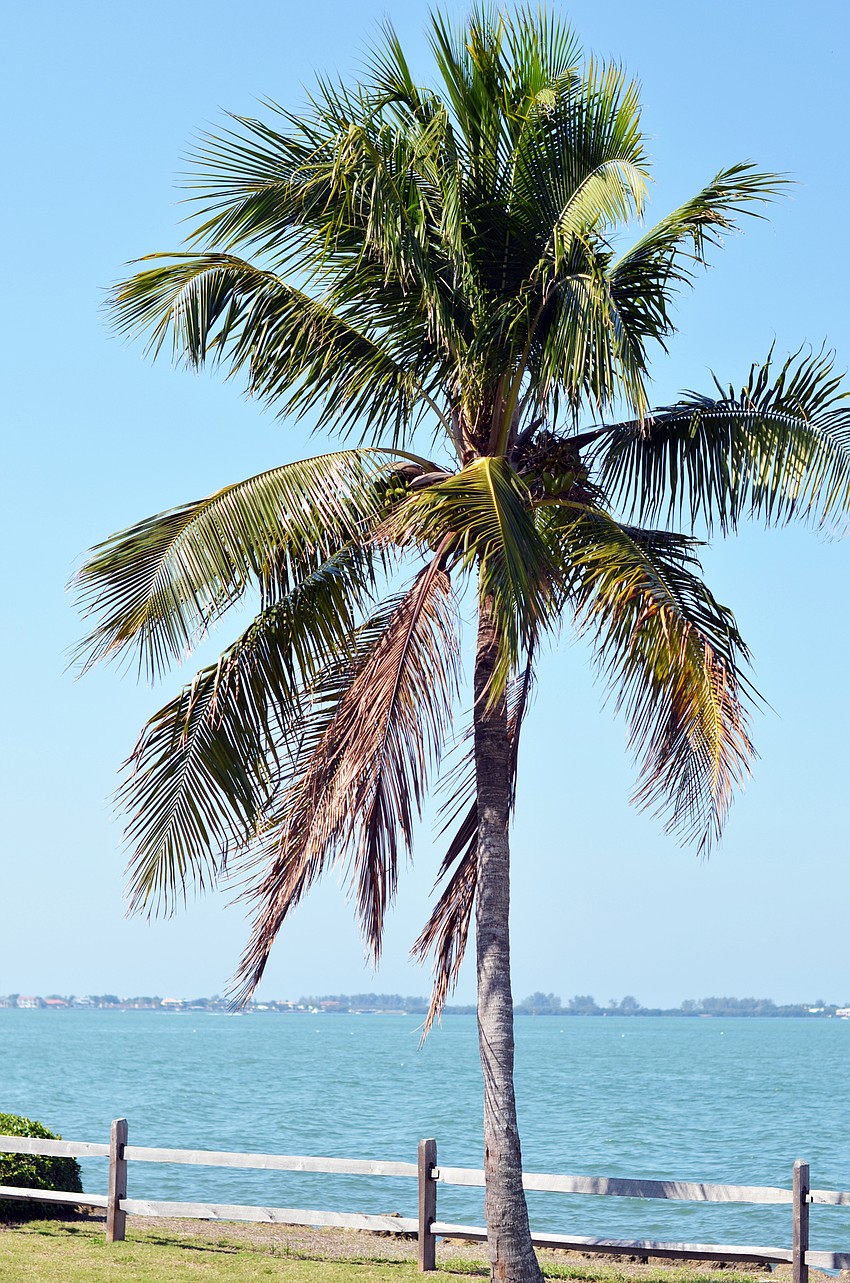 The Florida Winefest and Auction Bayfront Showcase Lunch Tasting was hosted on Friday, March 20, at Van Wezel Performing Arts Hall bayfront.