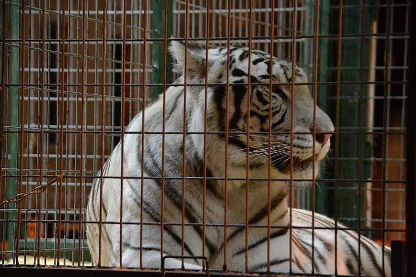 A Siberian tiger from Big Cat Habitat looks out to parade goers.