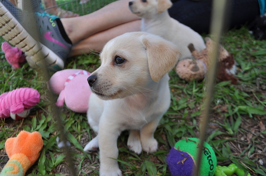 Five Chihuahua/terrier-mix puppies, like this one, soon will be available for adoption.