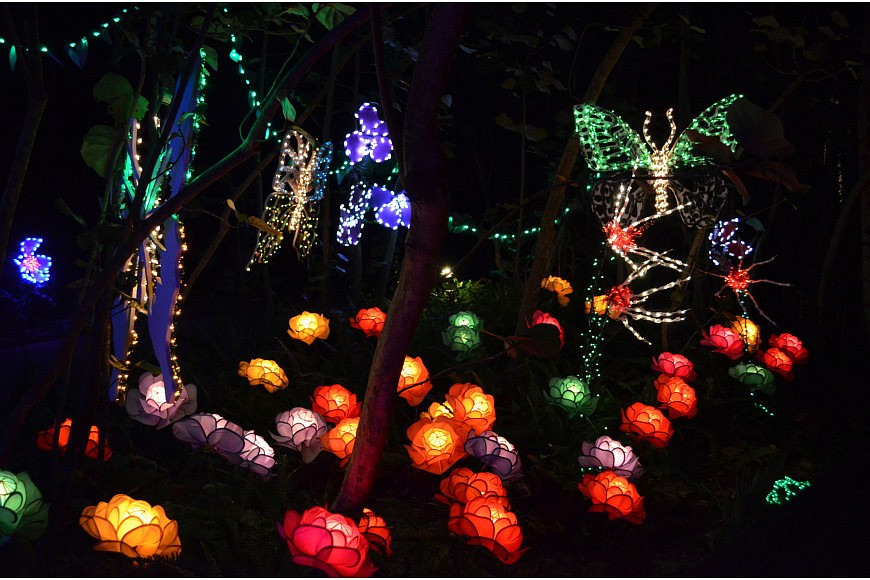A garden of lights blooms down one of the walk ways at Marie Selby Botanical Gardens Lights in Bloom display.