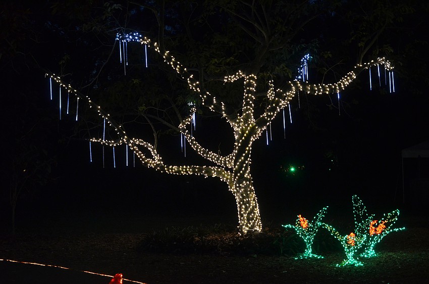 More than 500,000 lights lit up Selby Gardens on Thursday, Dec. 17, at the 