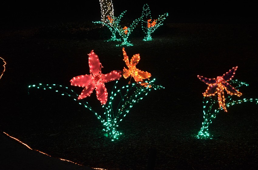 More than 500,000 lights lit up Selby Gardens on Thursday, Dec. 17, at the 