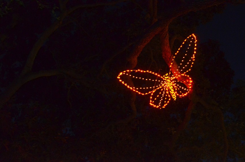 More than 500,000 lights lit up Selby Gardens on Thursday, Dec. 17, at the 