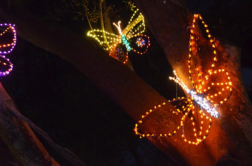 More than 500,000 lights lit up Selby Gardens on Thursday, Dec. 17, at the 