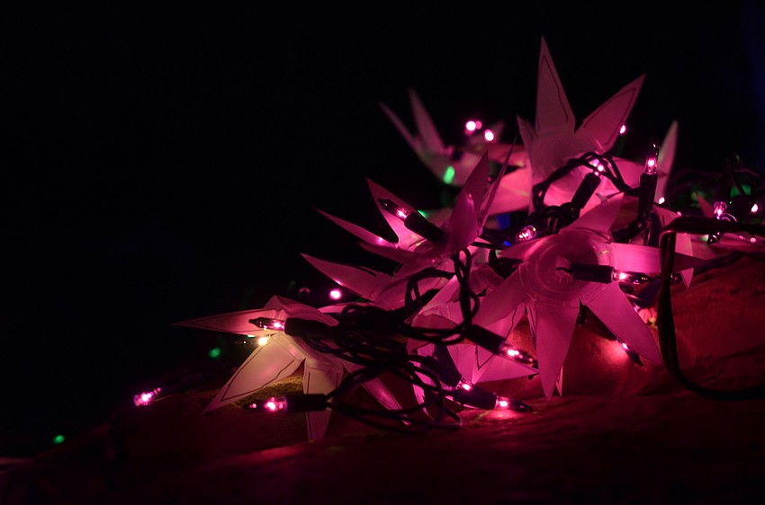 More than 500,000 lights lit up Selby Gardens on Thursday, Dec. 17, at the 