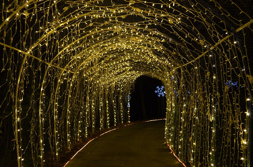 A tunnel of lights at Lights In Bloom changes colors.