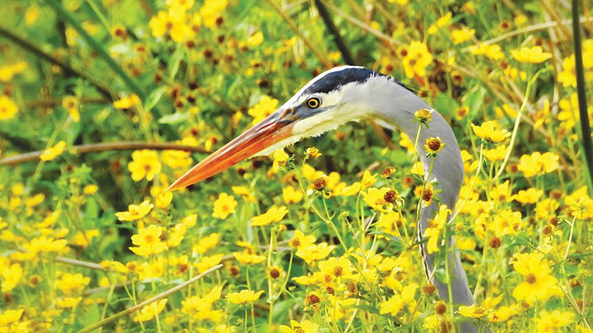 Liz Cantarine submitted this photo taken at The River Club Golf Course in Bradenton.