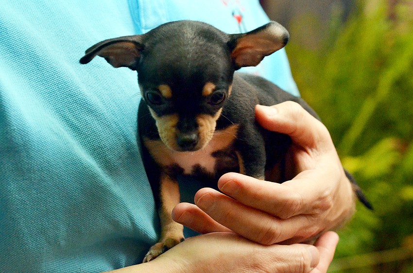 Puppies, such as this eight-week old Chihuahua, were available for adoption at ARC’s Unconditional Love Gala.