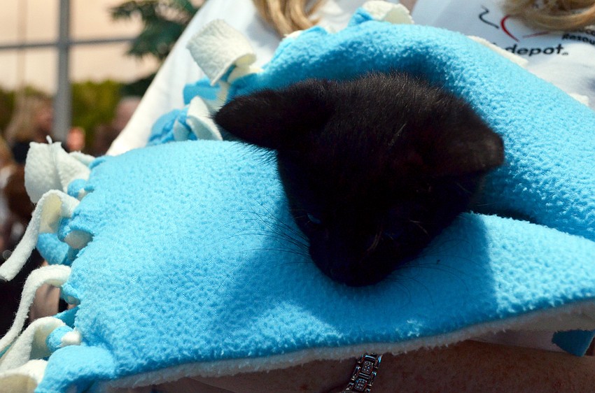 ‘Scat Cat’ from Cat Depot