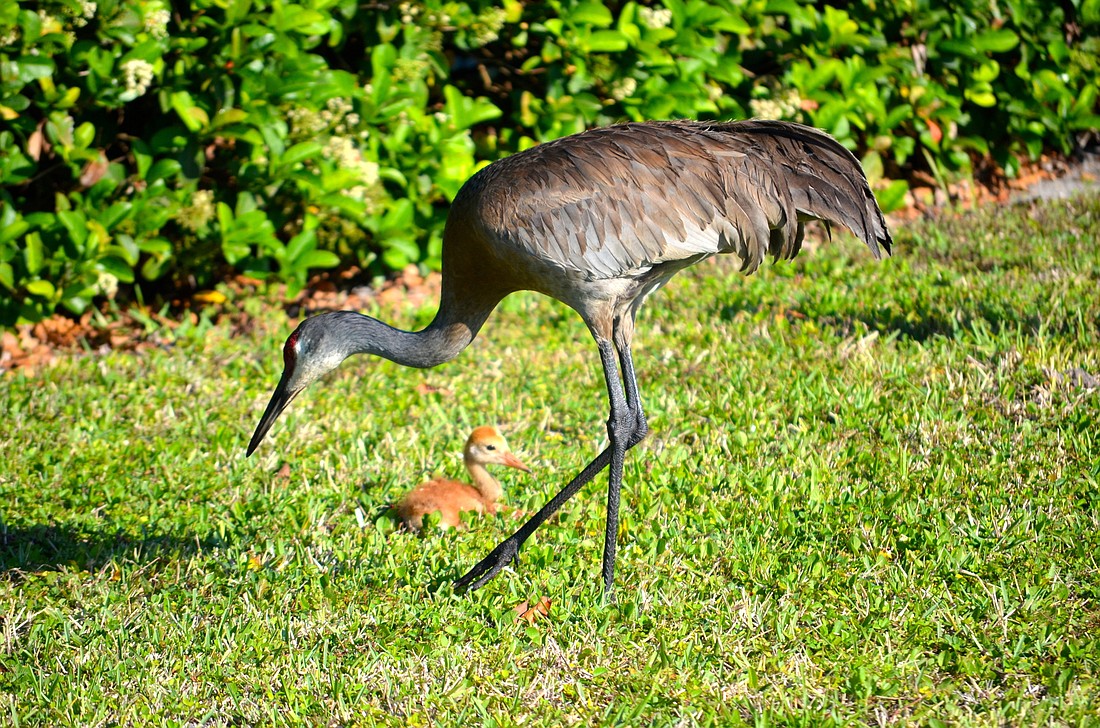 The father of the injured baby sandhill crane guards the bird from passersby.
