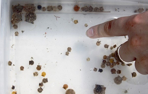 Mote scientists found a record-breaking 114 juvenile scallops.