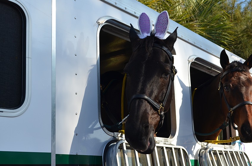 Sarasota County Sheriff’s Mounted Patrol horse Legacy shows off a pair of bunny ears.
