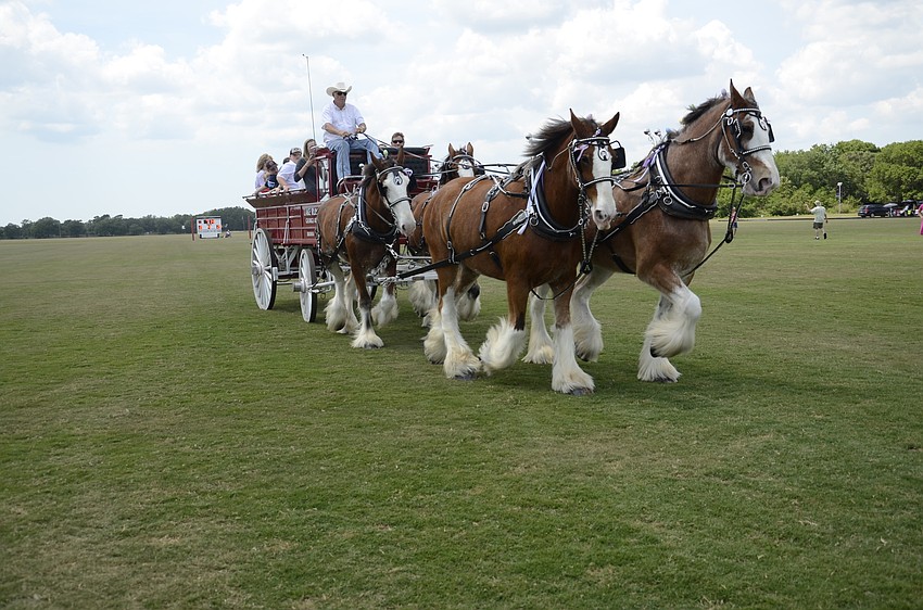 George Alexander, a part-time resident of Sarasota, gave rides on his Clydesdale-drawn wagon at half time.