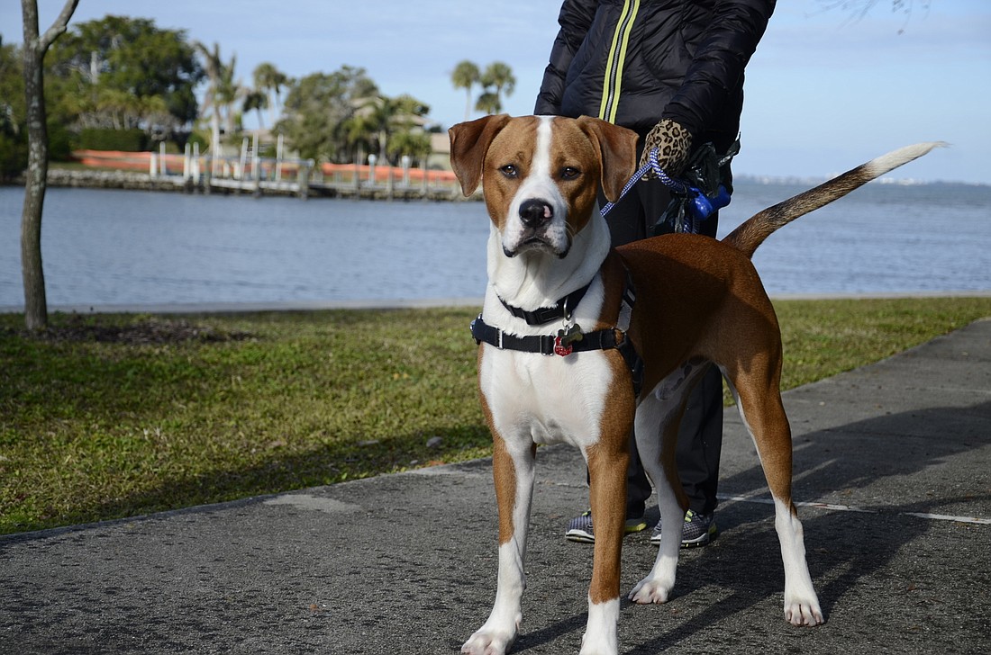 Susie Moschin often walks her dog, Murphy, a boxer/lab mix, at the Sapphire Shores park, which many dog owners visit.