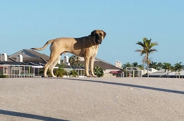 Sammy Landau, a 2-year-old mastiff, is a rare breed: His owners, Lenny and Susan Landau, licensed him at Town Hall, making him one of just 175 pets legally registered since 2011.