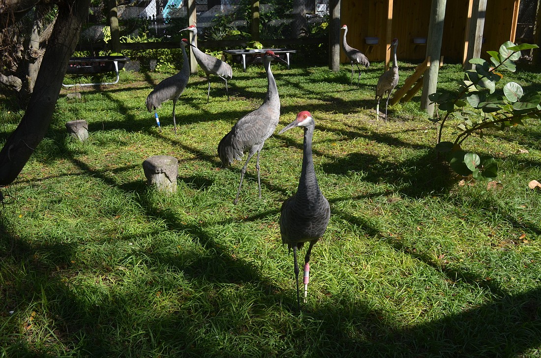 The new crane habitat houses 10 cranes and is the centerâ€™s largest habitat. Photos by Kristen Herhold