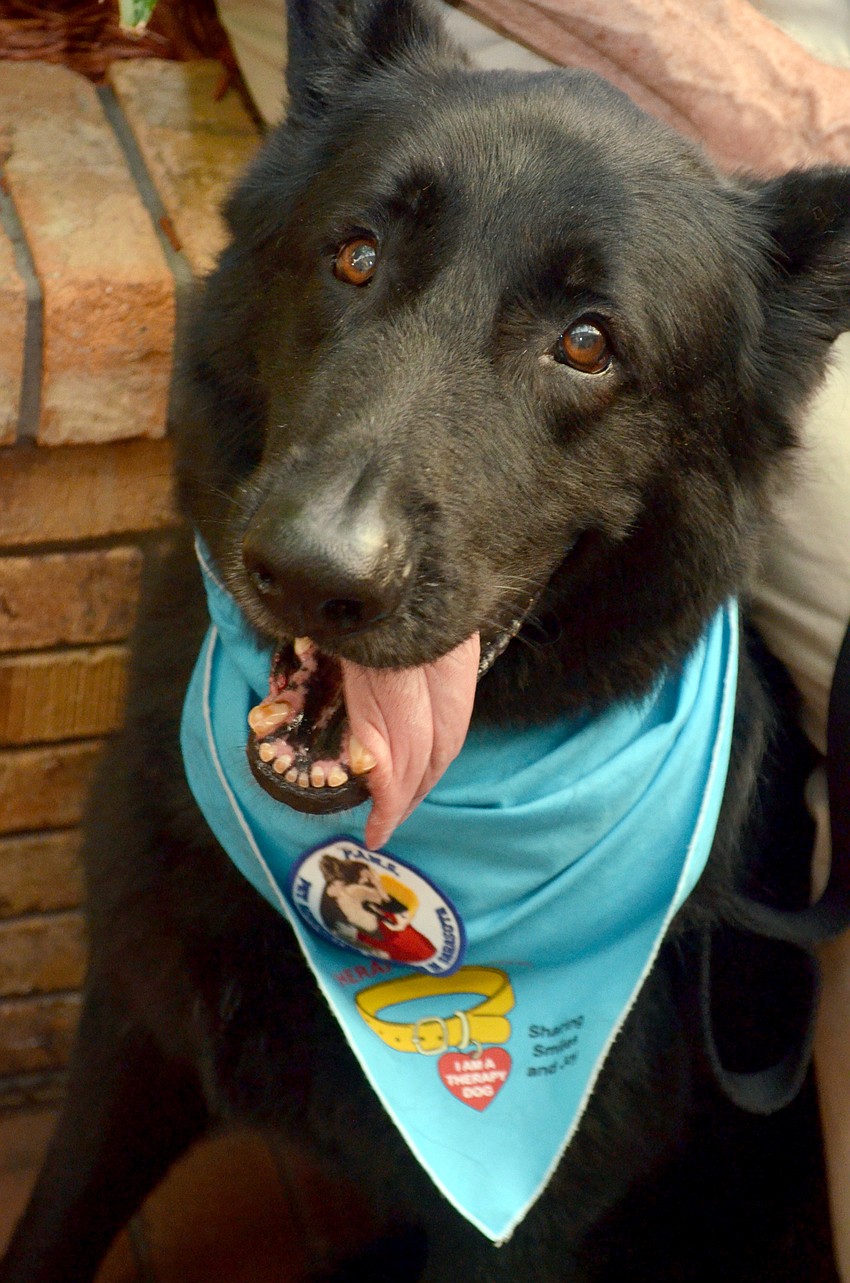 Buck, a PAWS Dog German Shepard at Blue Ties & Butterflies