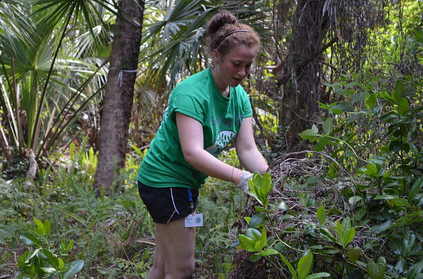 Emma Kanego digs through bushes for air potatoes.