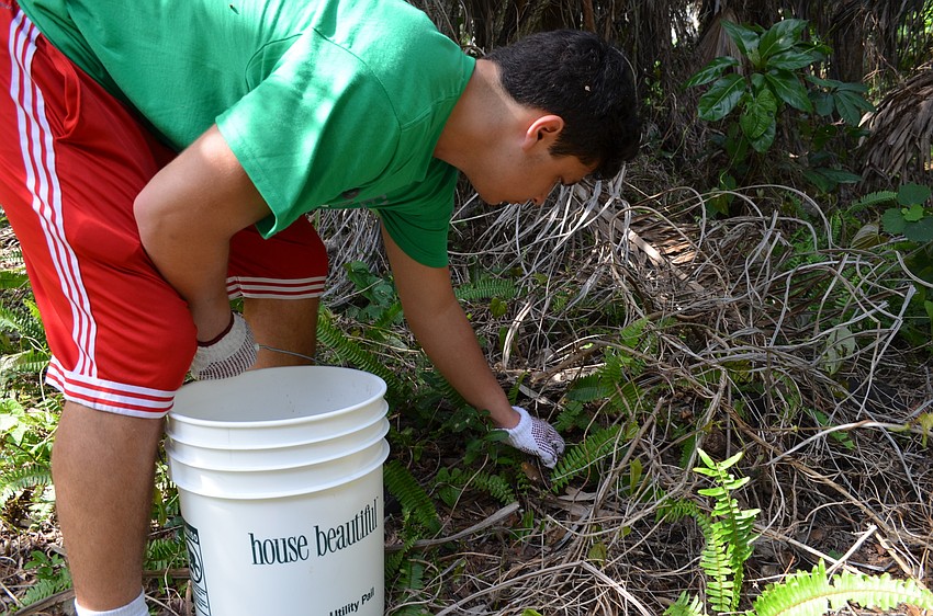 Andres Gonzalez hunts for air potatoes.