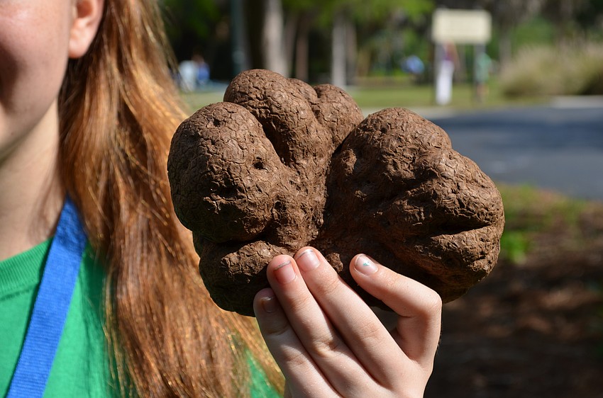 Billy is what Brynn-Lei Radcliffe decided to name the weirdest-shaped potato she found. The group won the award with “Billy” for the weirdest air potato for the event.