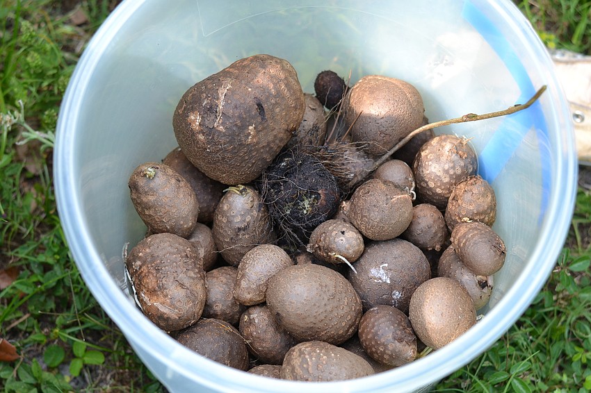 The group picked 244 pounds worth of air potatoes in one morning.