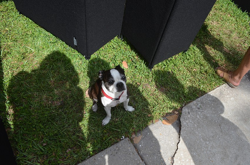 Pookie enjoys the art show