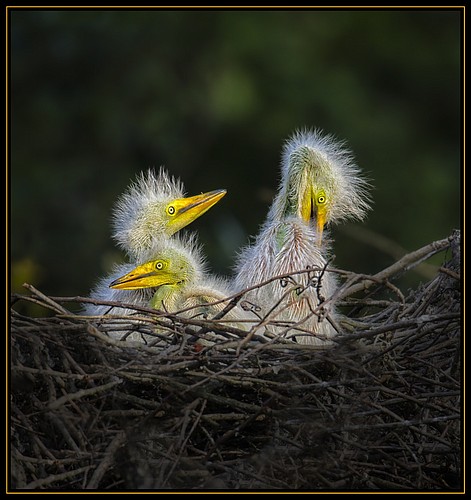 "Sharing the Nest" by Laura Bryg won best-of-show honors at the 35th Annual Juried Photo Exhibition at the Marie Selby Botanical Gardens.