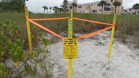 The first turtle nest on Longboat Key was found April 28.
