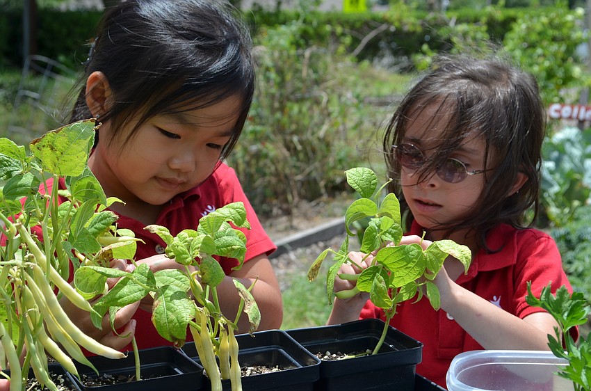 Chelsea La and Bri Cohen pick green beans together.