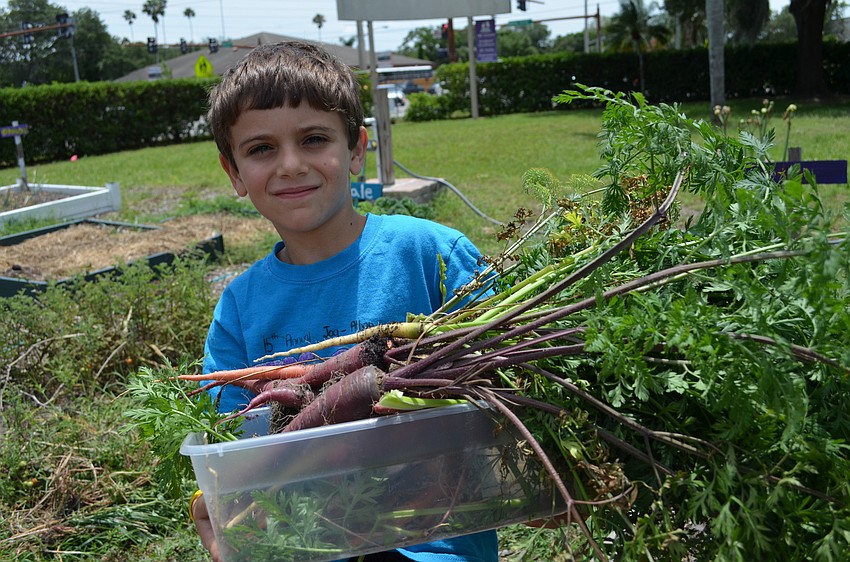 Ethan Ruben helped collect multi-colored carrots.