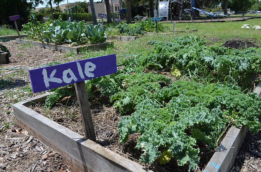 Kale is one of the many crops that students help plant, maintain and harvest.