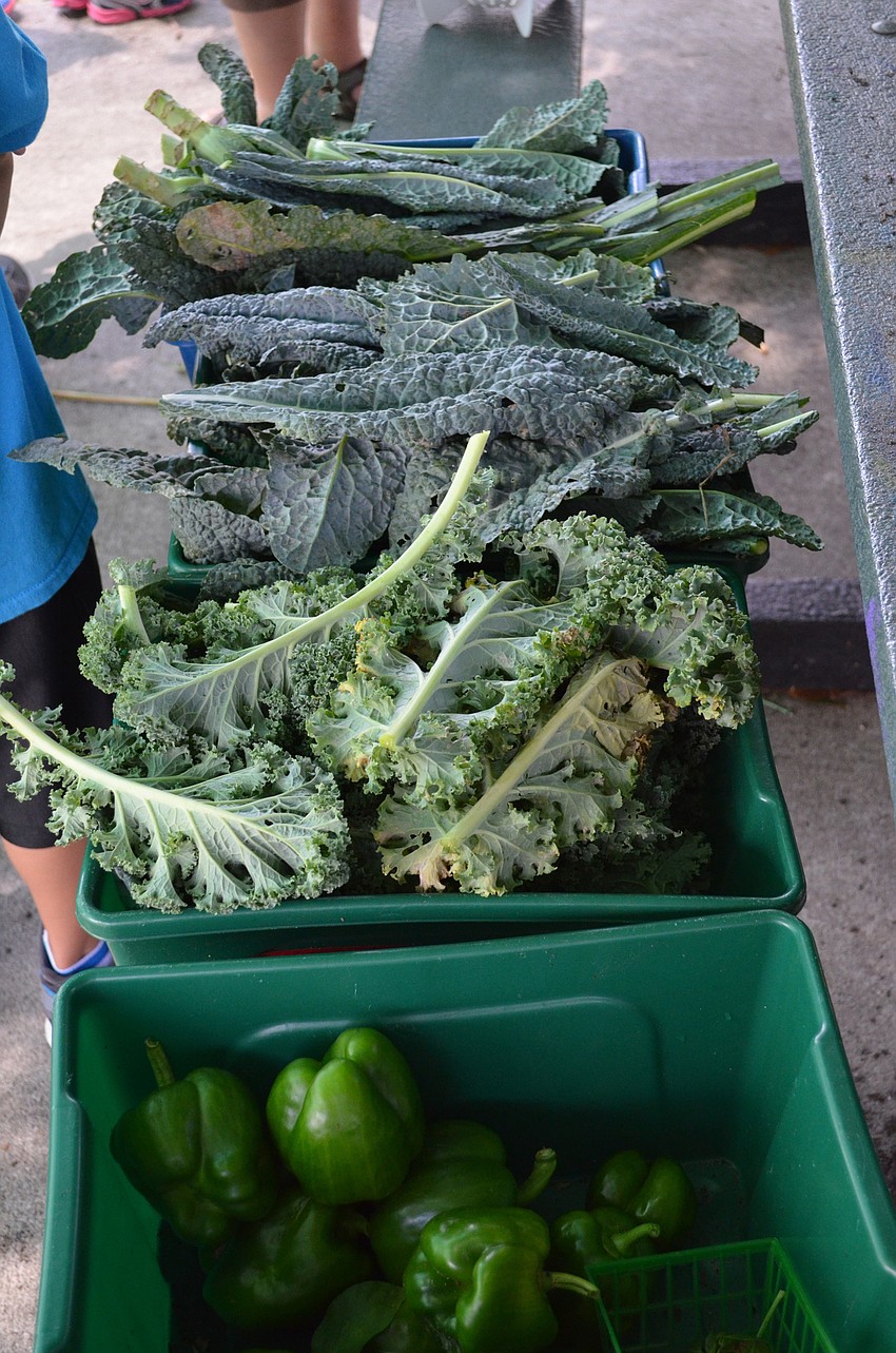 Bins with green peppers and kale that students harvested.