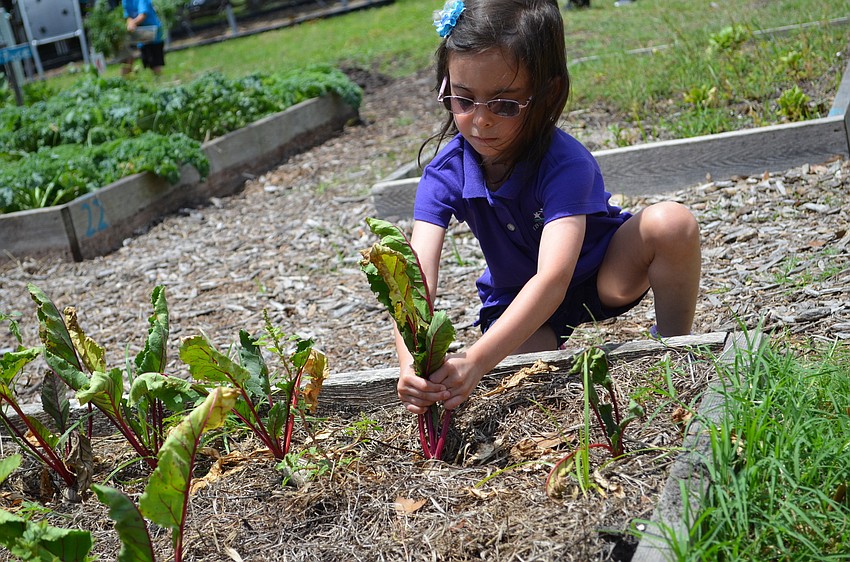 Mady Cohen plucks a beat from the garden bed.
