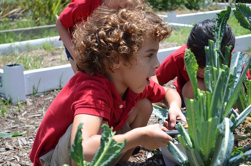 Milan Cantero uses shears to cut off Kale.
