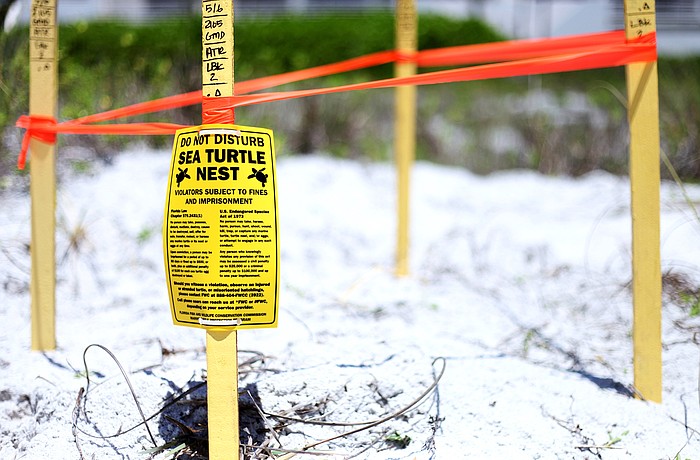Each year turtles lay more than 2,000 nests from Longboat Key to Venice.